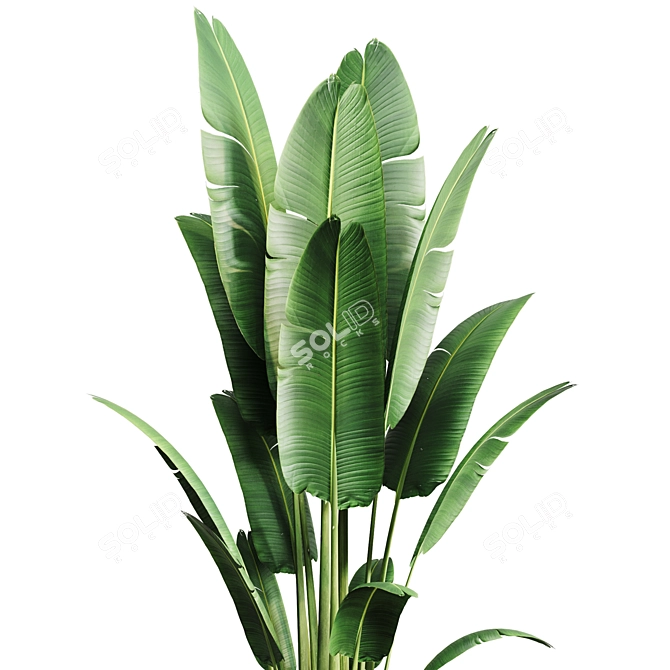 Tropical Indoor Banana Plant 3D model image 2