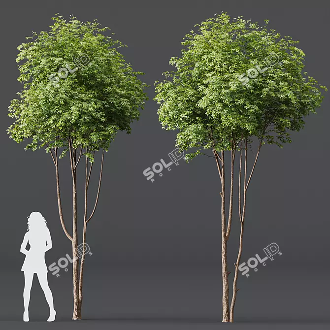 Cherry & Ash 3D Models 3D model image 2