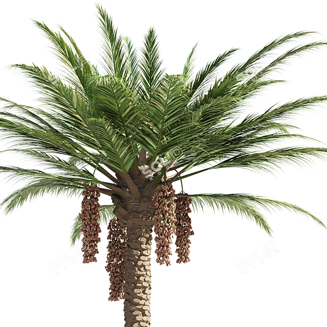 Exotic Palmtree 3D Model Fresh 3D model image 2