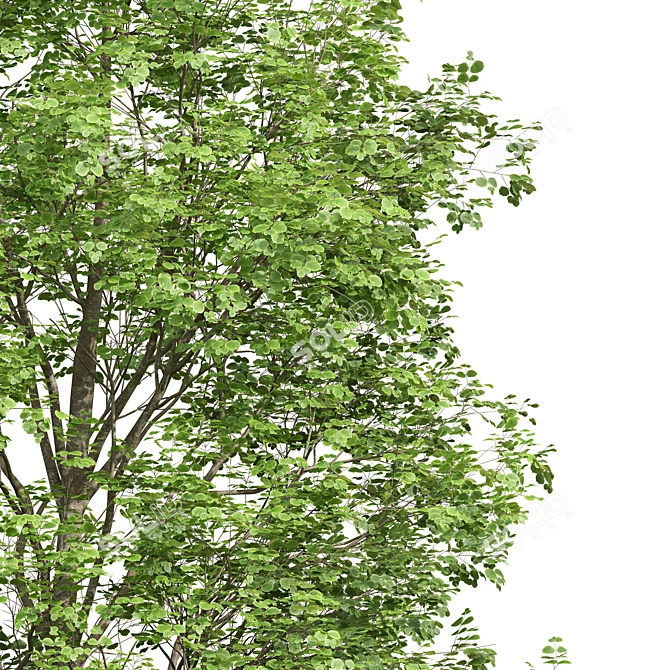 Forest Tree 3D Models Bundle 3D model image 5