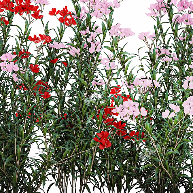 Modern White Planter Rose & Red Oleander Set 3D model image 3