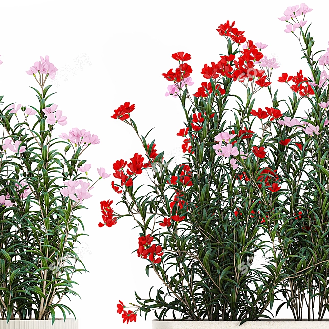 Modern White Planter Rose & Red Oleander Set 3D model image 5