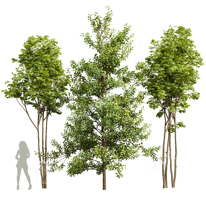 3D Acer Ash Maple Tree 3D model image 1