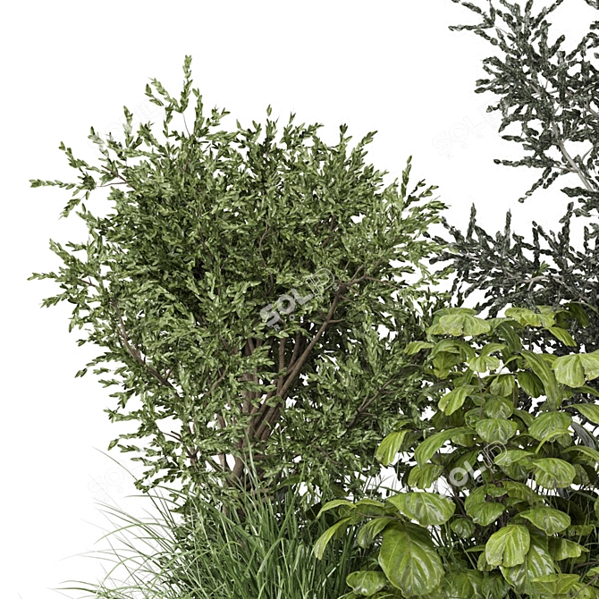 Corona Outdoor Bush Plants Set 3D model image 5