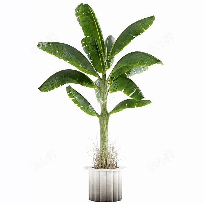 Tropical Banana Leaf Plant Model 3D model image 2