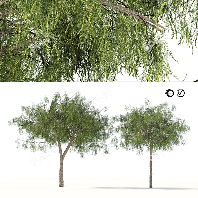 Emirates Ghaf Trees 3D Model 3D model image 1