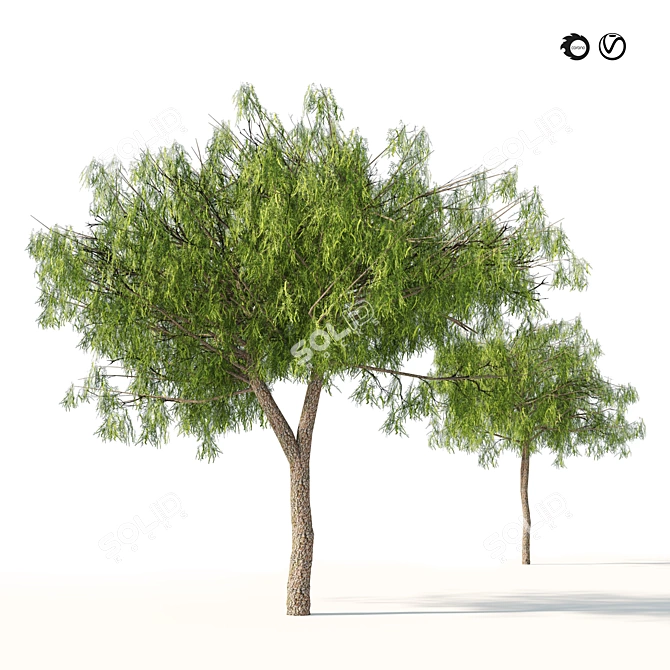 Emirates Ghaf Trees 3D Model 3D model image 5