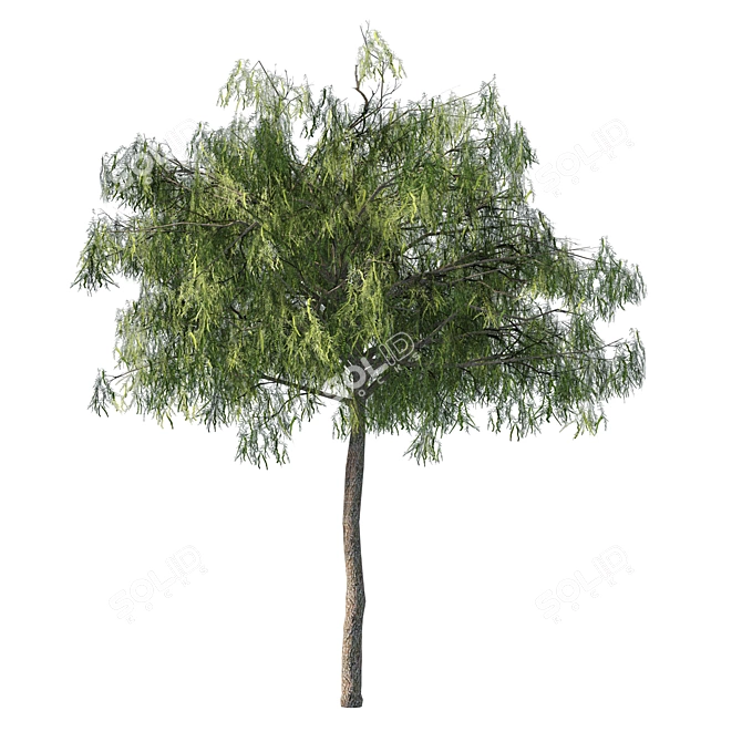 Emirates Ghaf Trees 3D Model 3D model image 7