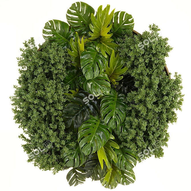 Monstera Deliciosa Collection Set 3D model image 1