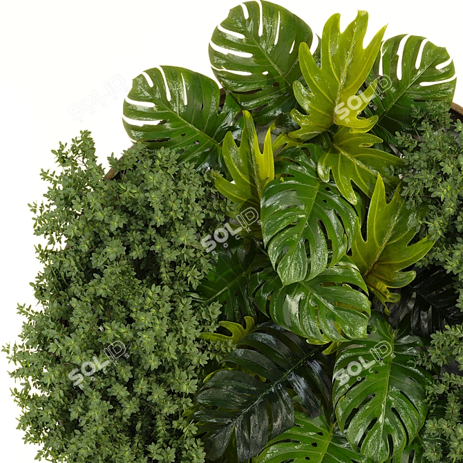 Monstera Deliciosa Collection Set 3D model image 4