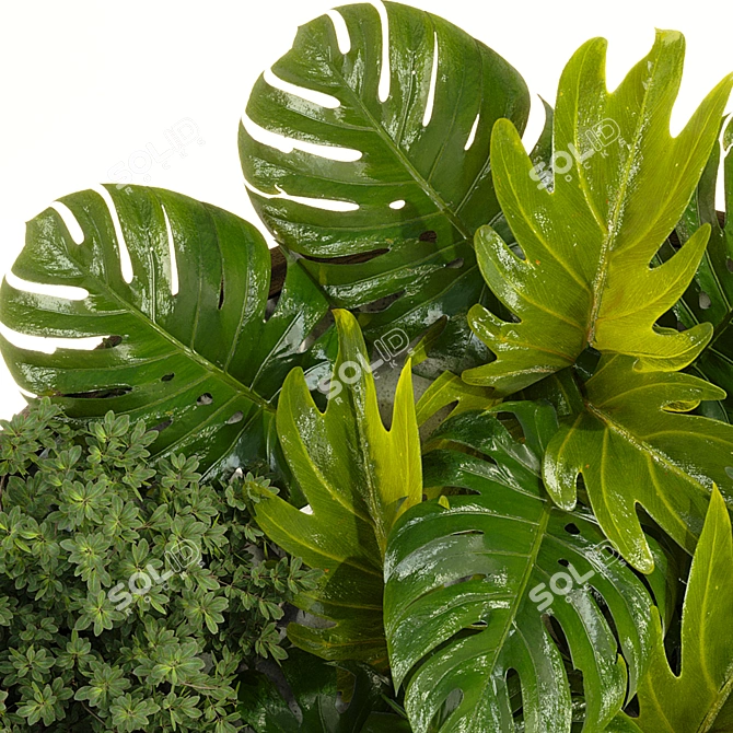 Monstera Deliciosa Collection Set 3D model image 5