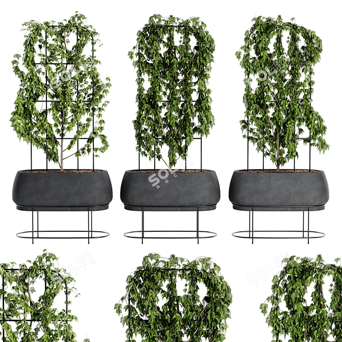 Ivy Plant Set07 3D Model 3D model image 1