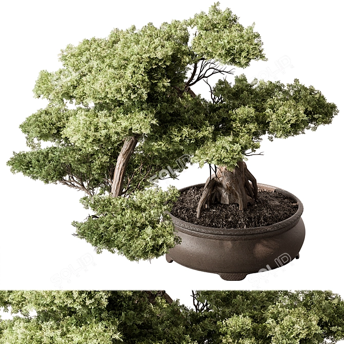 Mini Bonsai Tree 584 3D model image 2