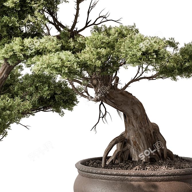 Mini Bonsai Tree 584 3D model image 3