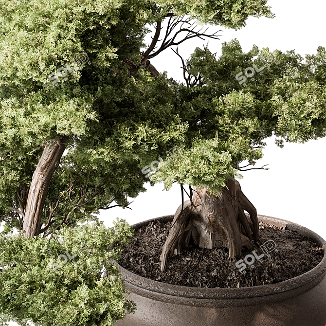 Mini Bonsai Tree 584 3D model image 4