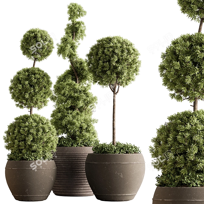 Topiary Ball Outdoor Plants 3D model image 1