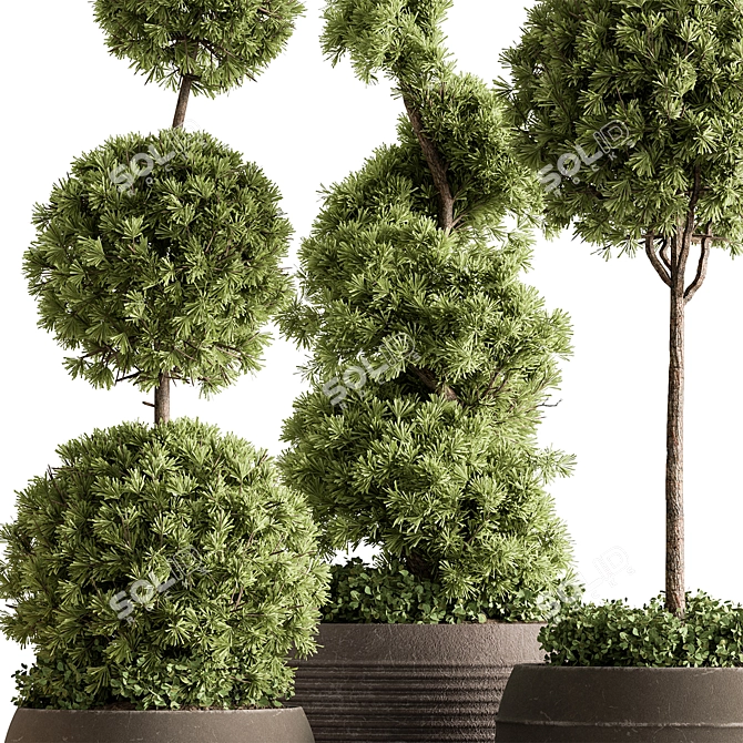 Topiary Ball Outdoor Plants 3D model image 2