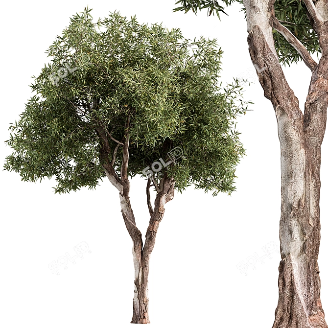 RedGum Tree Set - 216 3D model image 1