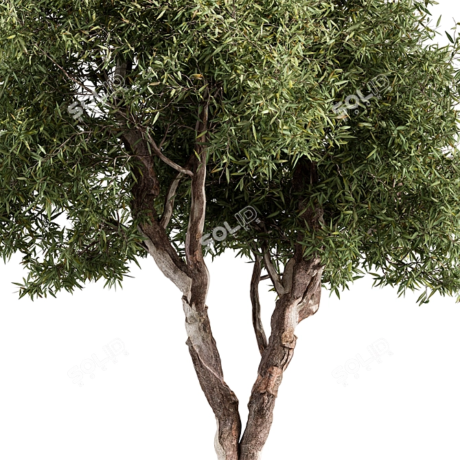 RedGum Tree Set - 216 3D model image 2