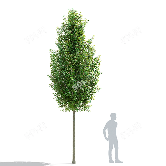 Chanticleer Pear Tree 3D Models 3D model image 2