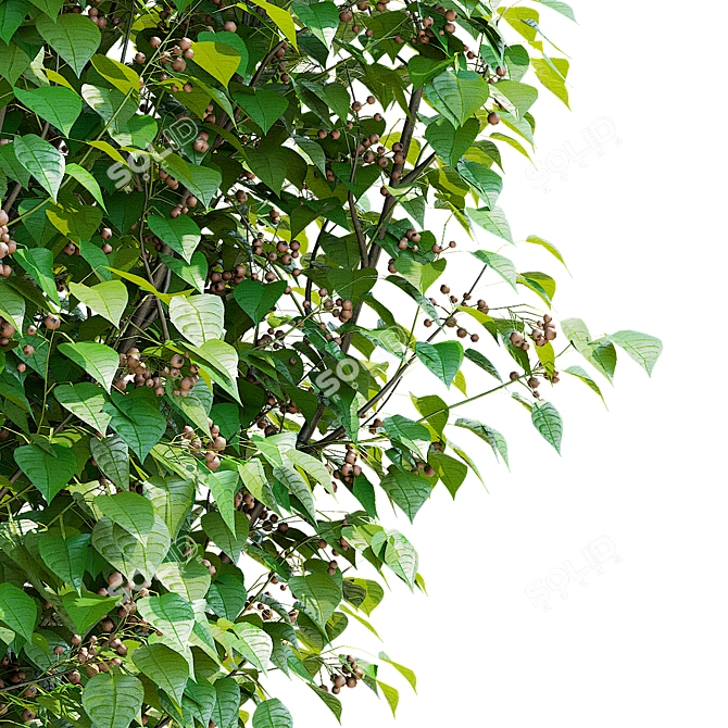 Chanticleer Pear Tree 3D Models 3D model image 4