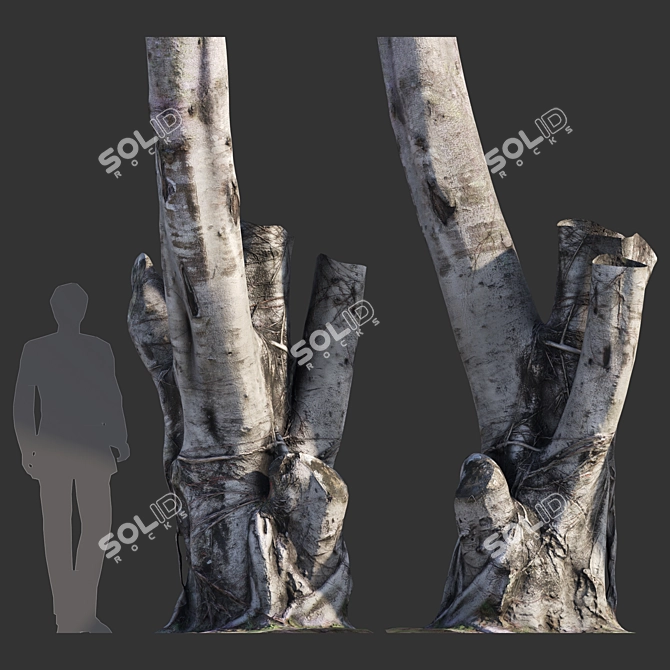 Full-spectrum Ficus Tree Pack 3D model image 2