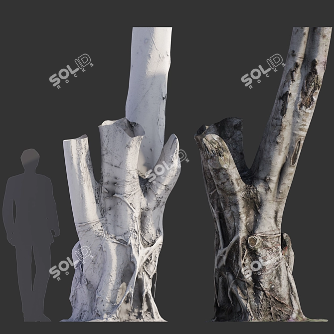 Full-spectrum Ficus Tree Pack 3D model image 4