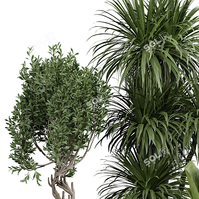 Elegant Indoor Plant Collection 3D model image 3