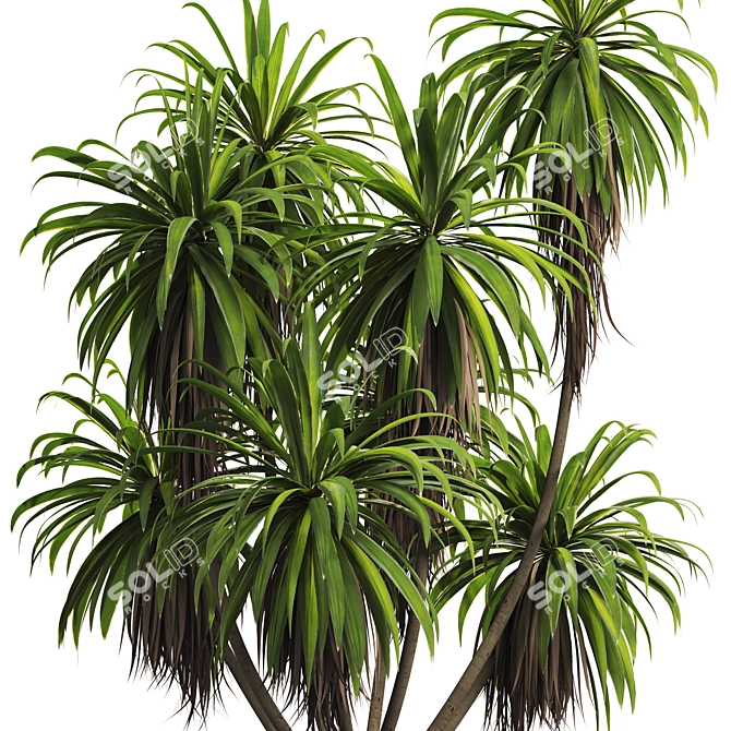 Premium Mountain Cabbage Tree Model 3D model image 4