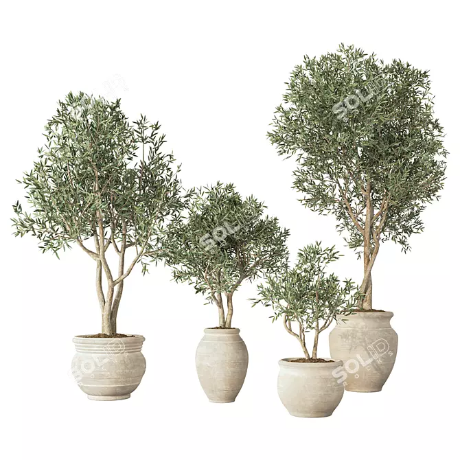 Lush Olive Tree Indoor Decor 3D model image 1