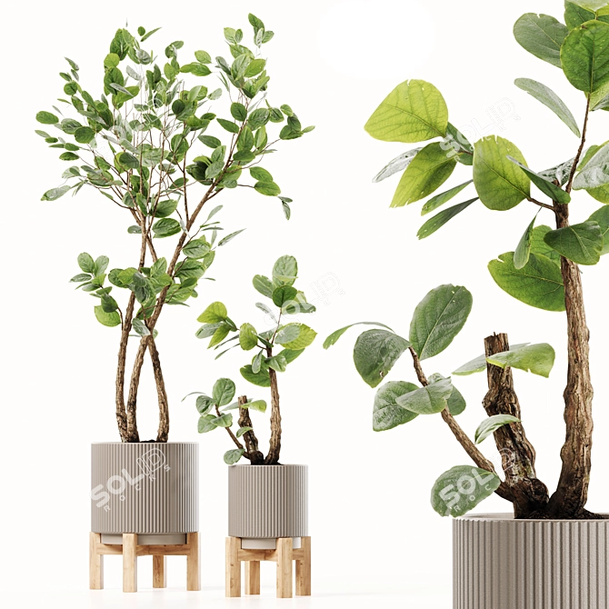 Luxury Indoor Plants Set 3D model image 1