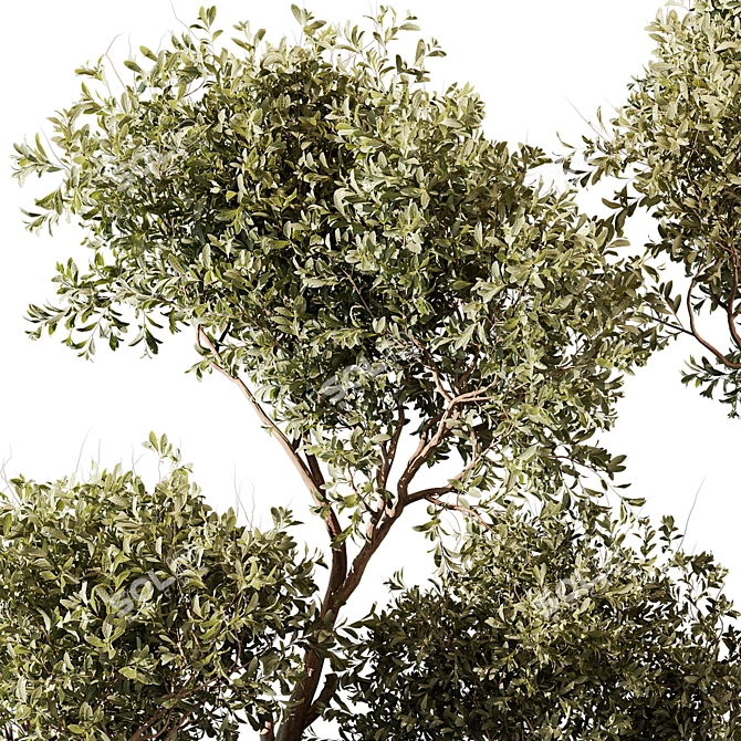 Modern Indoor Plant 415 Model 3D model image 3