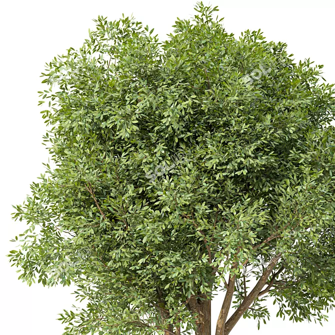 Acacia Blackwood Tree No.42 3D model image 2