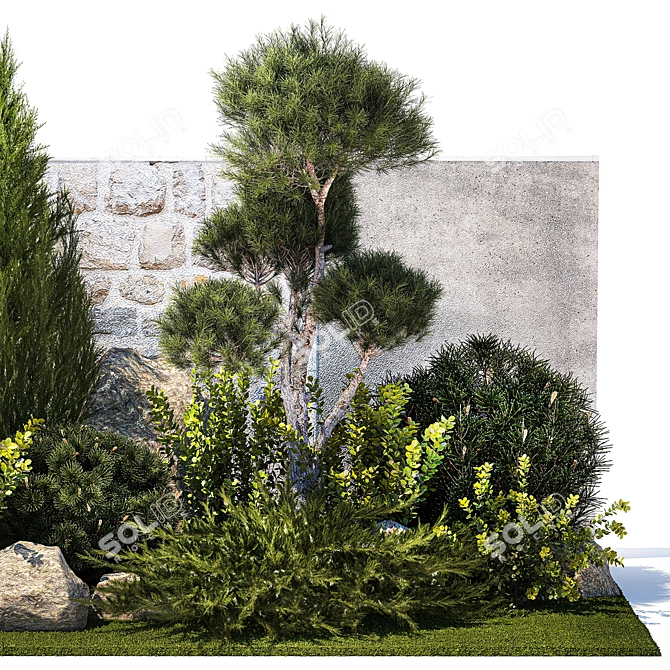 Urban Greenery Collection: Conifers, Shrubs, Bonsai 3D model image 5