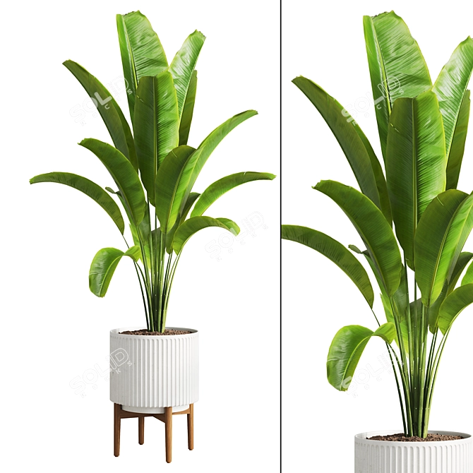 Tropical Banana Indoor Plant 3D model image 1