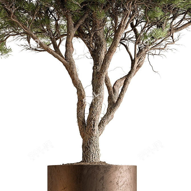 Lush Tree in Pot 3D model image 3