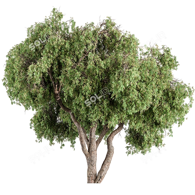 Peppertree Tree Set: Elegant Home Decor 3D model image 1