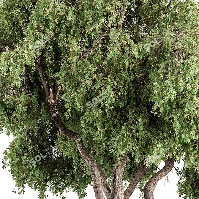 Peppertree Tree Set: Elegant Home Decor 3D model image 2