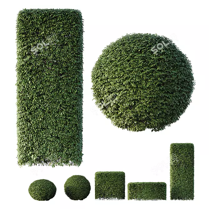 Premium 3D Dwarf Yaupon Holly 3D model image 1