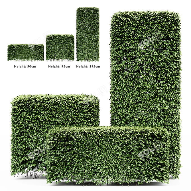 Premium 3D Dwarf Yaupon Holly 3D model image 2