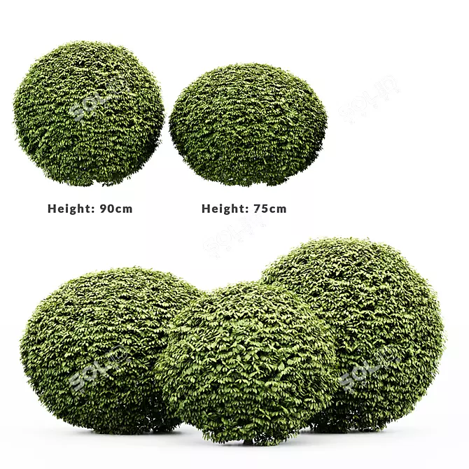Premium 3D Dwarf Yaupon Holly 3D model image 3