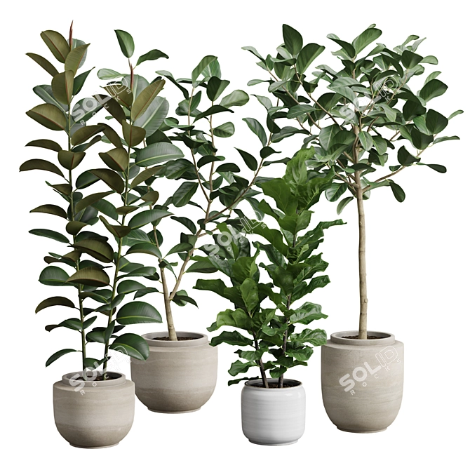 Exotic Ficus Variety Pack 3D model image 1