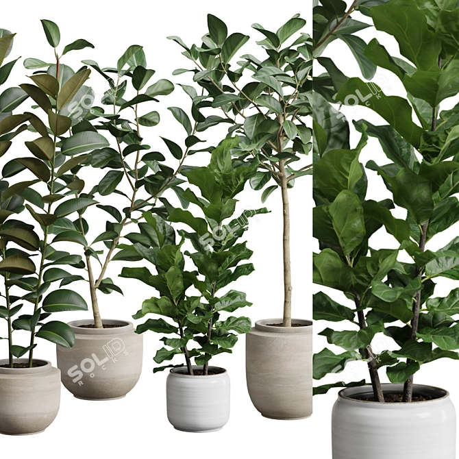 Exotic Ficus Variety Pack 3D model image 2