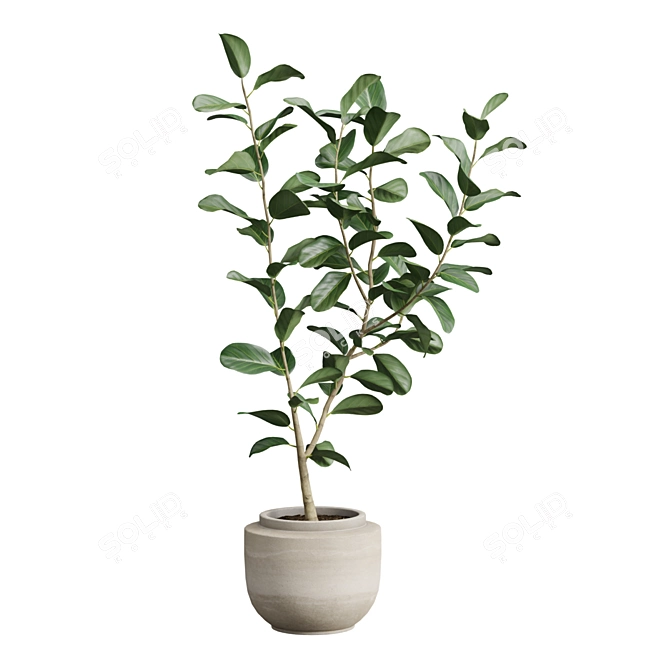 Exotic Ficus Variety Pack 3D model image 7