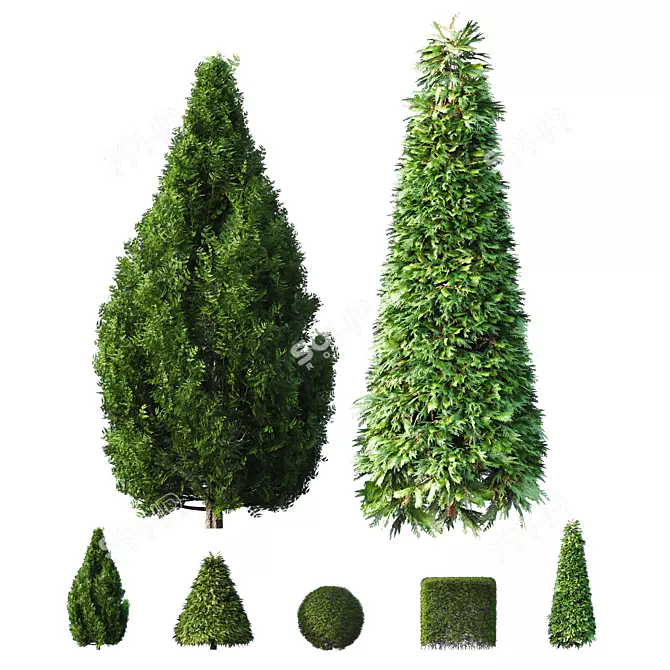 Betula Pendula 3D Evergreen Shrub 3D model image 1