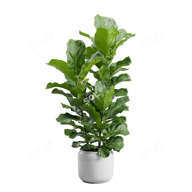 Ficus Lyrata Jungle Delight 3D model image 1