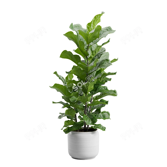 Ficus Lyrata Jungle Delight 3D model image 6