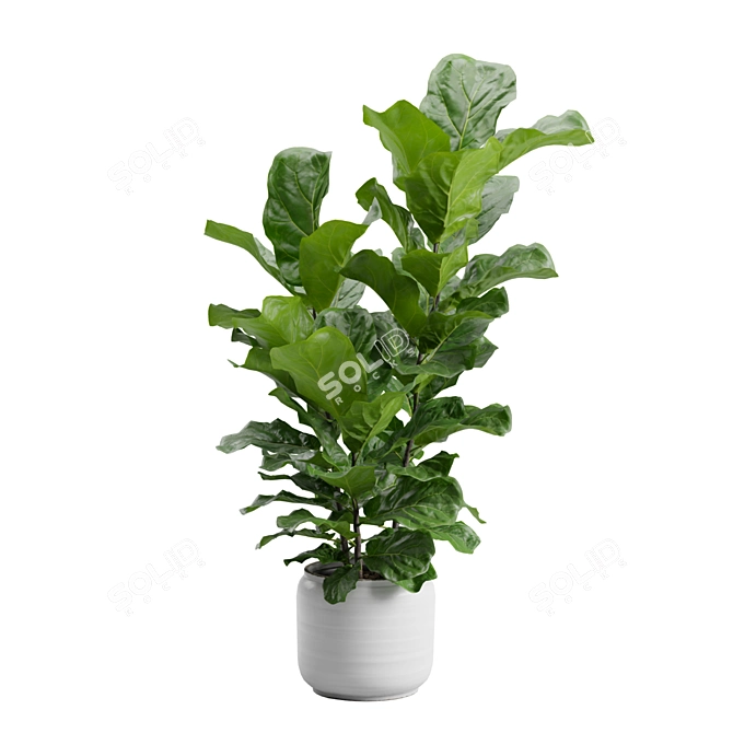 Ficus Lyrata Jungle Delight 3D model image 7