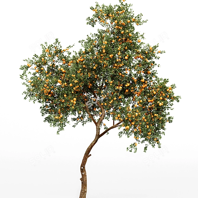 Fruit Tree 3D Models Collection 3D model image 2