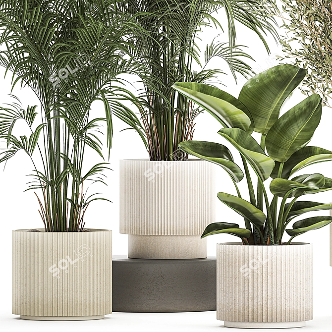 Tropical Plant Collection in Stylish Pots 3D model image 4